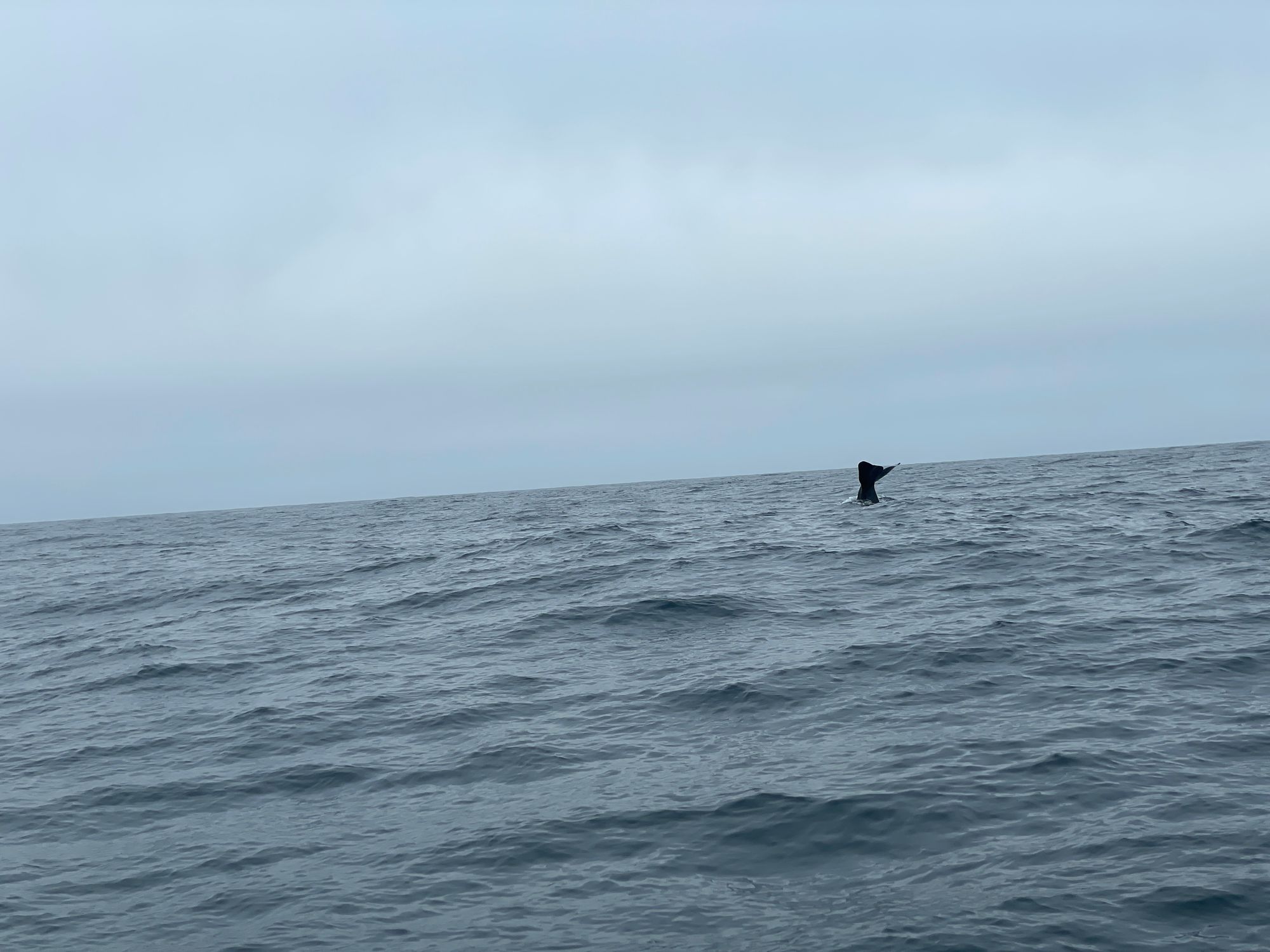 Day 37: Whales!